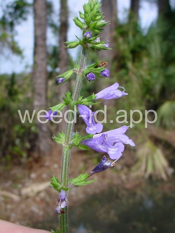 sage, lyreleaf